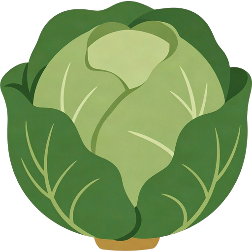 cabbage — illustration for the TotWord vegetables lesson